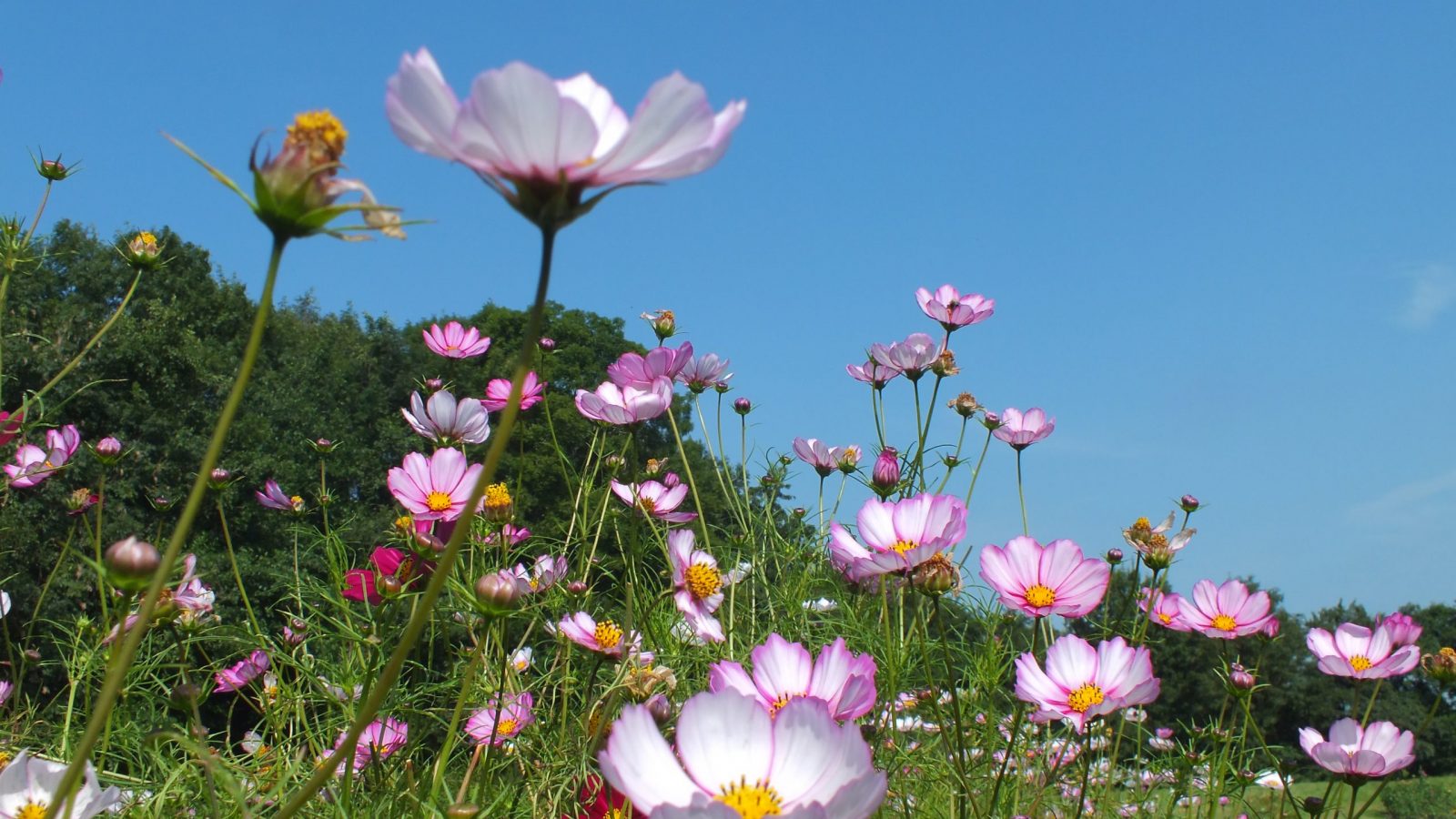 bloementuin